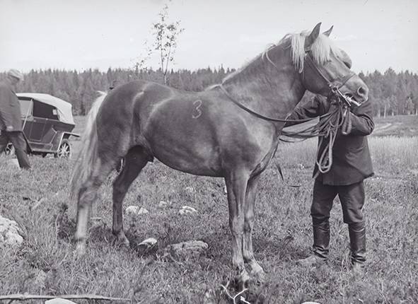 Etualalla valjastettu hevonen. Taustalla kulkee mies auton edestä.