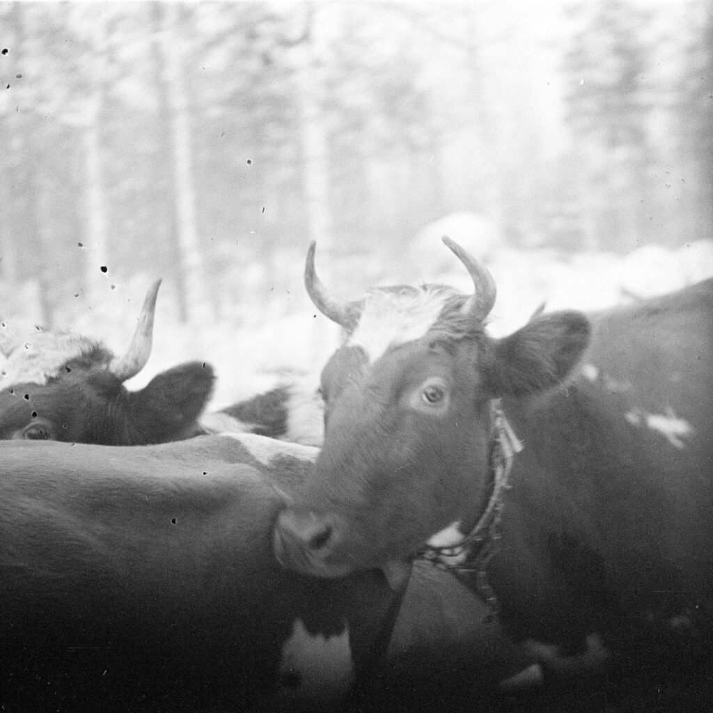 Lehmä liikkuvan lauman keskellä.