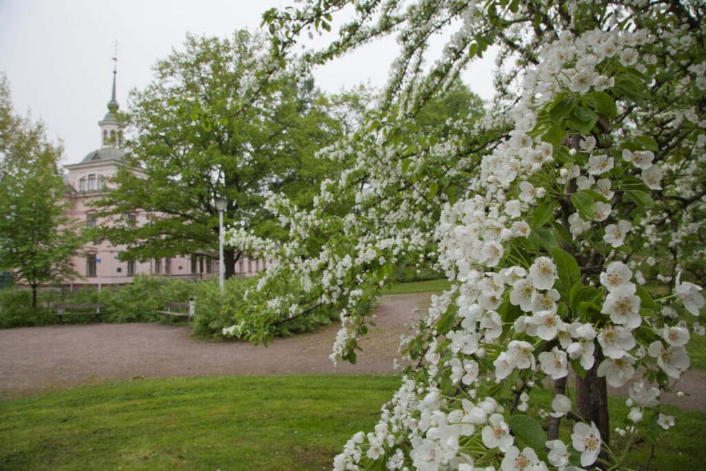 Historiallinen museo näkyy kuvan laidassa. Pihapuistossa on kevät, ruoho vihreää ja omenapuu kukkii.